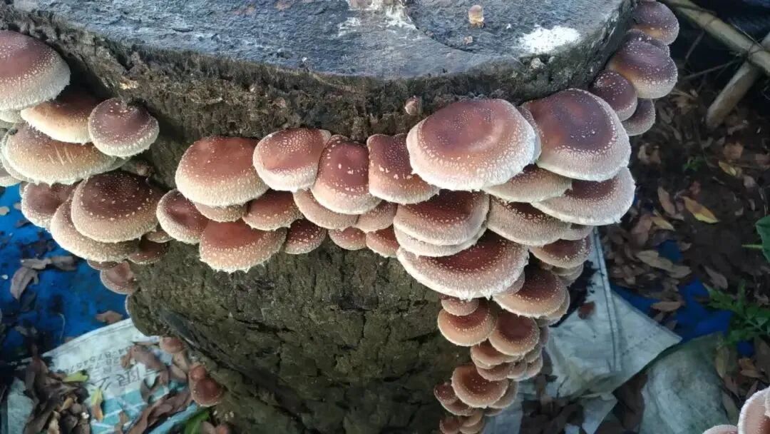 圖片關鍵詞